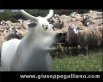 Brunetta, la vacca che sgambetta – Maremma (2006) | documentari  | Video Industriali | Filmati Aziendali | Giuseppe Galliano Multimedia Studio | 