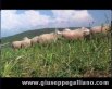 Brunetta, la vacca che sgambetta – Maremma (2006) | documentari  | Video Industriali | Filmati Aziendali | Giuseppe Galliano Multimedia Studio | 