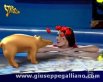Striscia la Notizia   Tapirini   (tapiri 3D) (2005 2006) | produzioni tv  | Video Industriali | Filmati Aziendali | Giuseppe Galliano Multimedia Studio | 